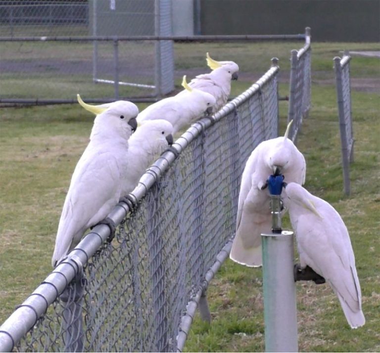 These clever birds can open trash cans and drink from water fountains